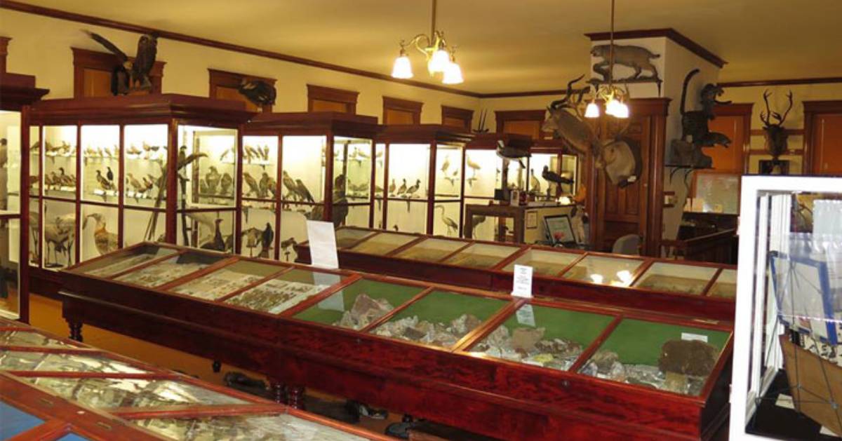 museum room with animal displays