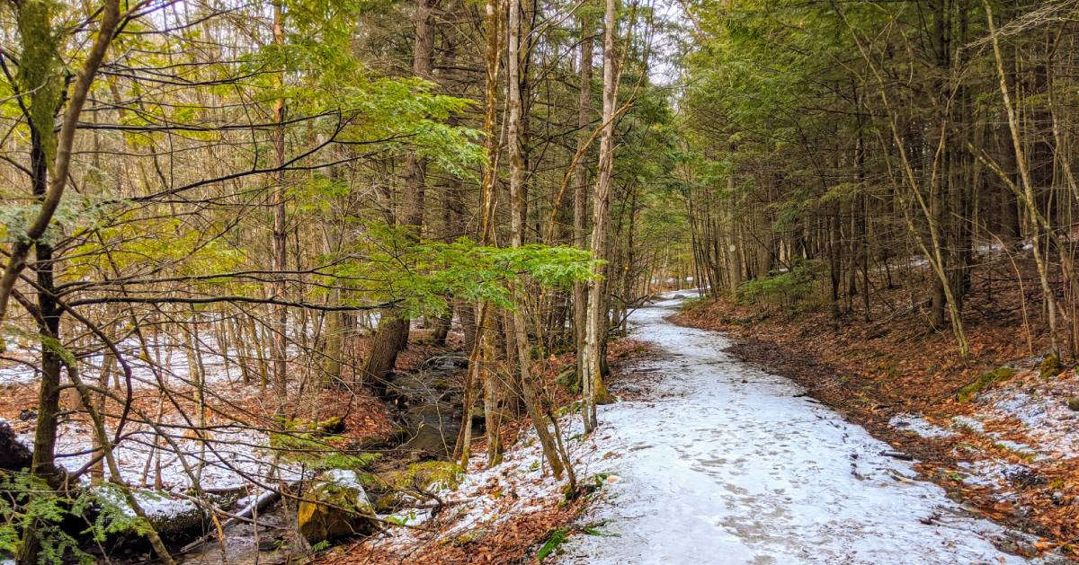 path in woods in winter