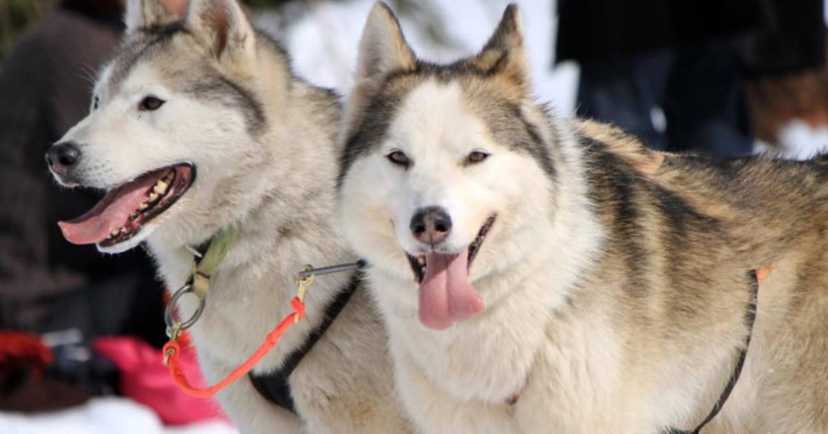 sled dogs