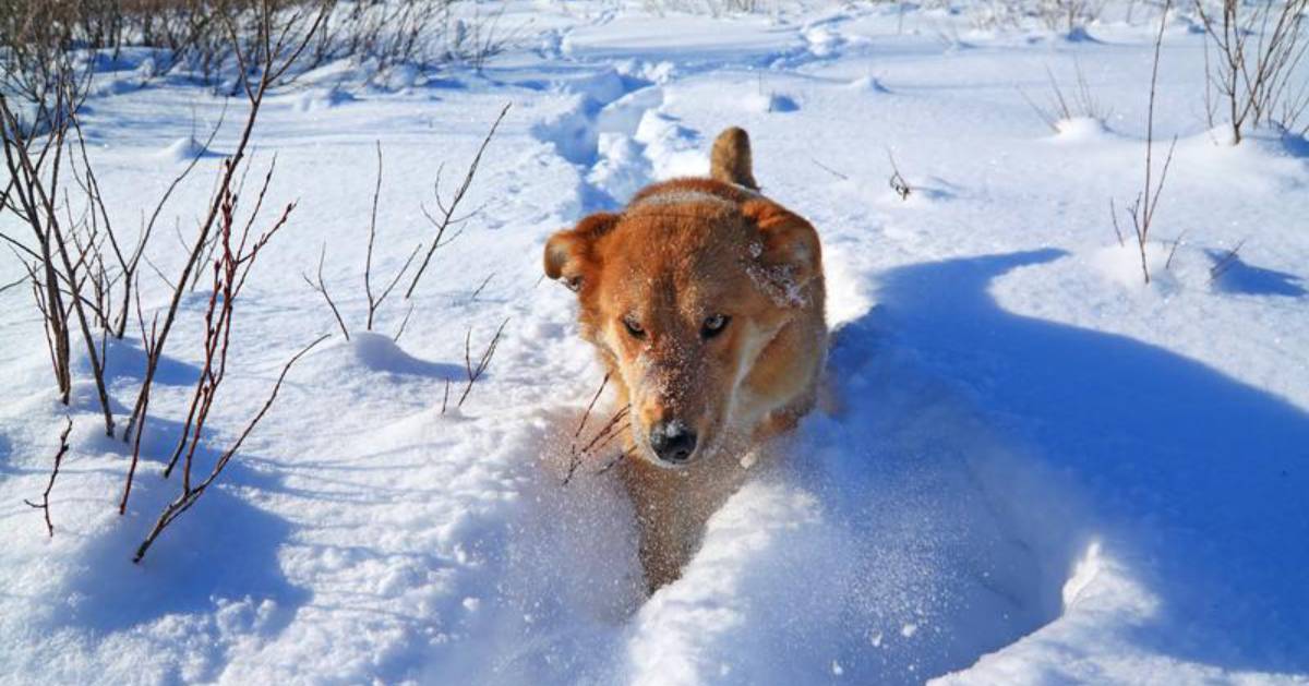 dog walking through snow