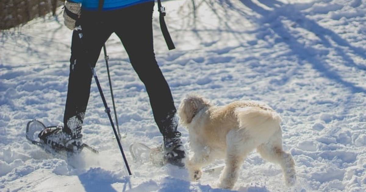 a person with a dog walking in snowshoes with a dog following