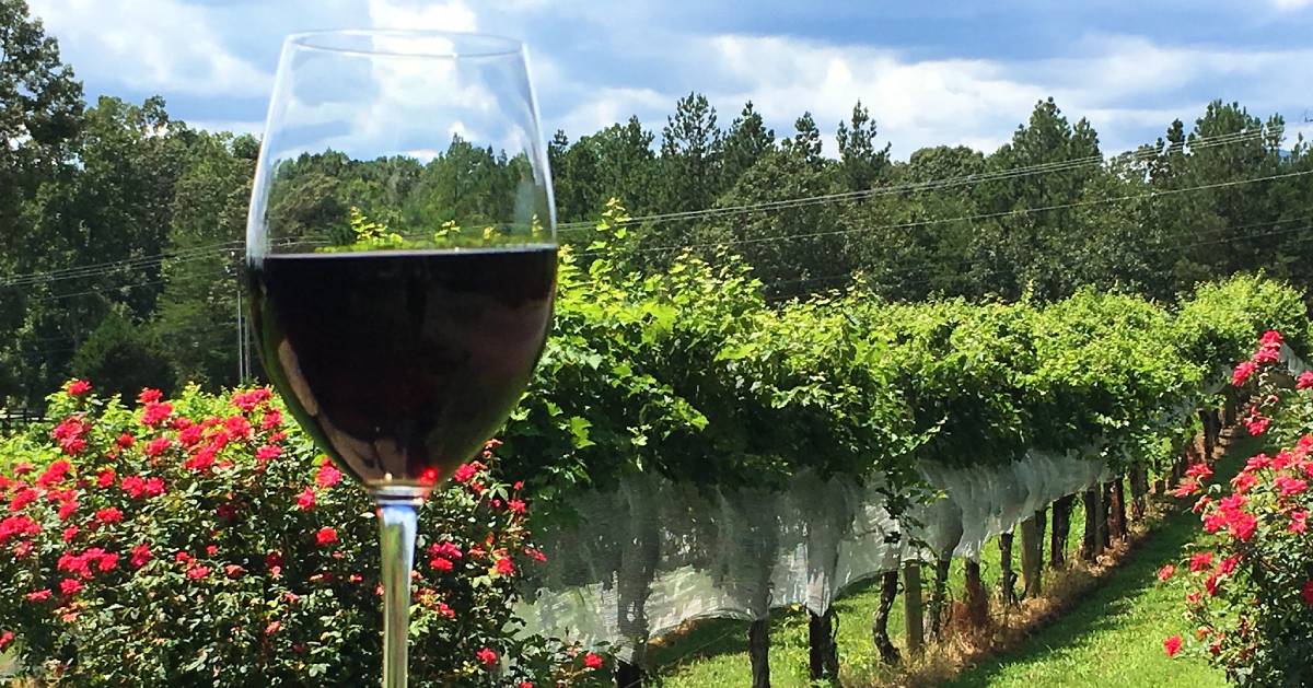glass of red wine held out at vineyard