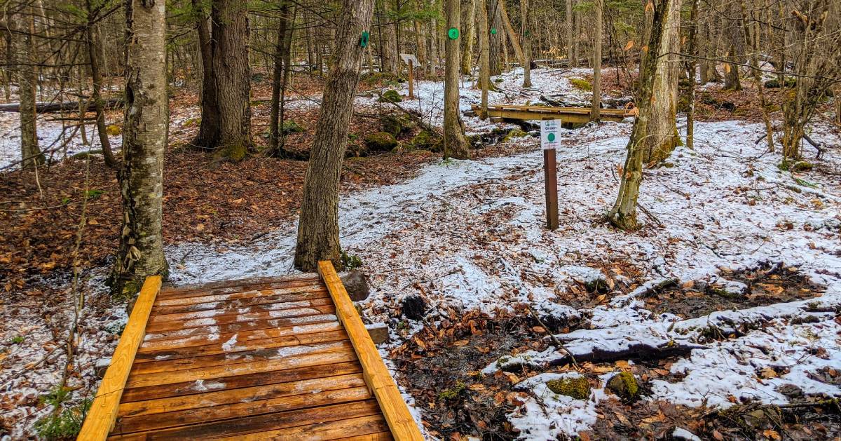 a bridge in the woods in the winter