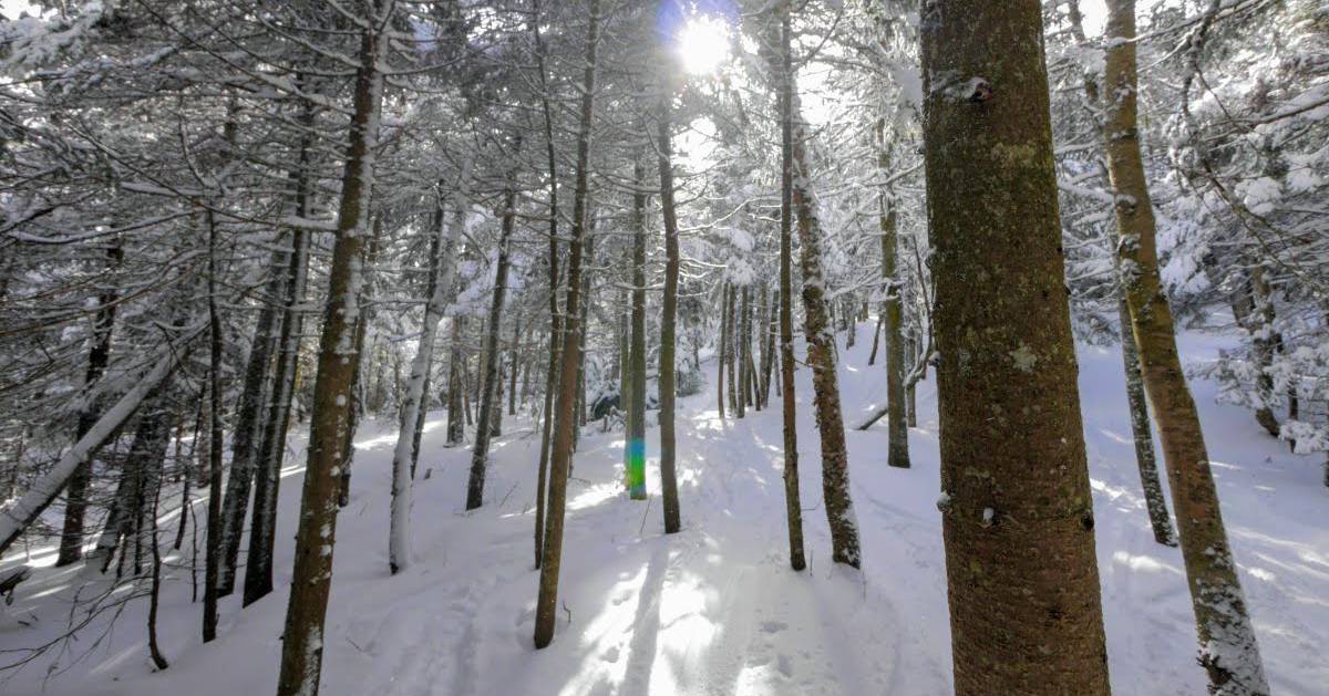 snowy woods