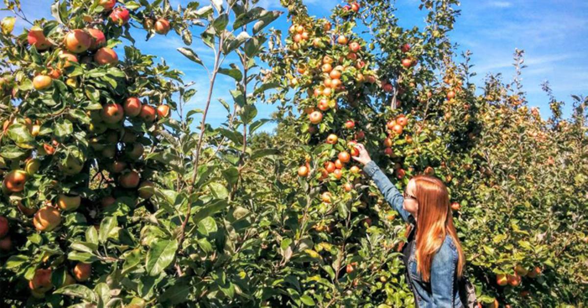 woman picking apples