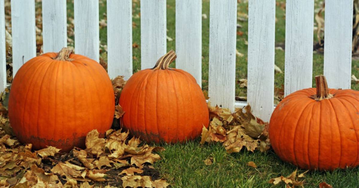 three pumpkins resting by autumn leaves in front of a white fence