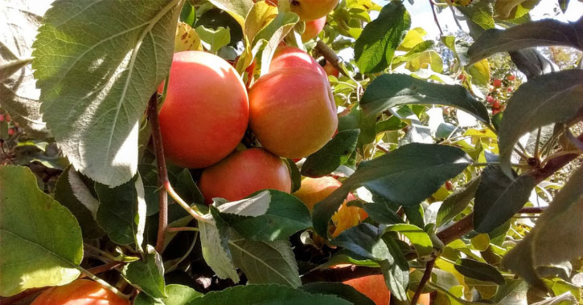 close up of apples in a tree