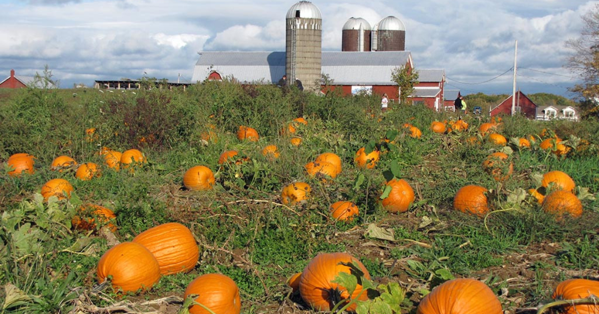 large pumpkin patch