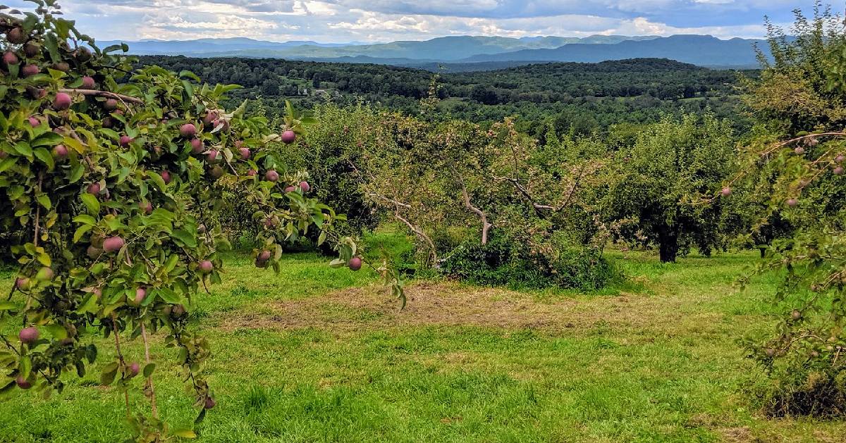 rows of apple trees in an orchard