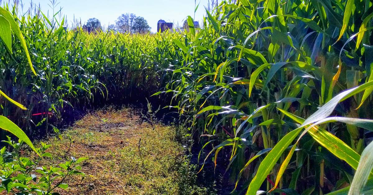path in corn maze