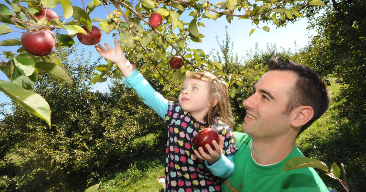 dad and daughter picking apples