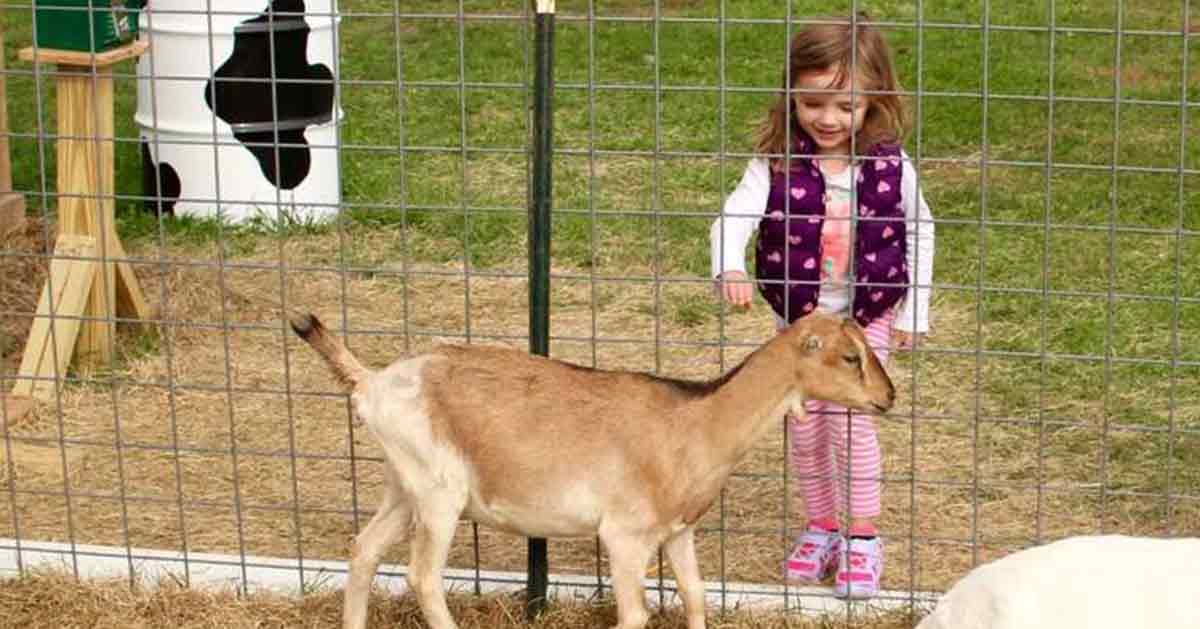girl petting a goat at ellms family farm