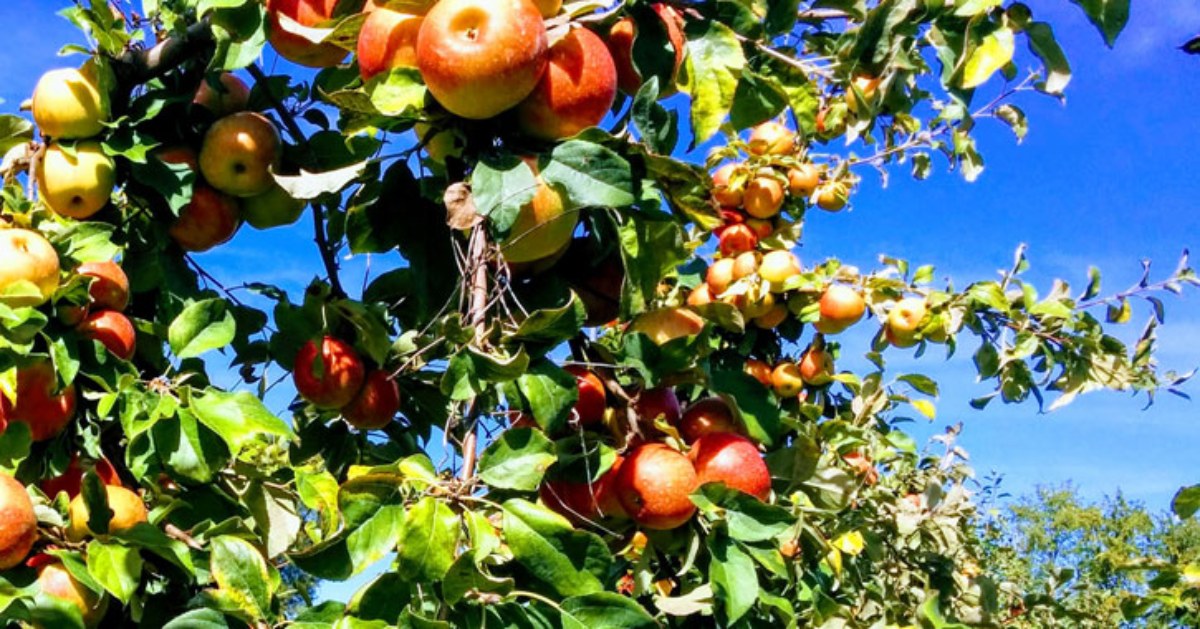 close up of an apple tree