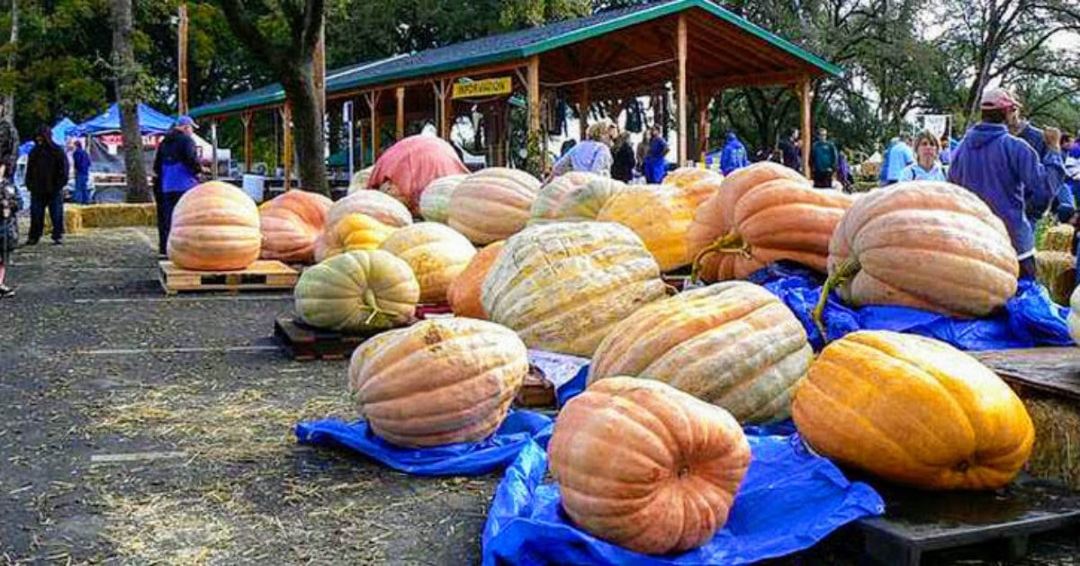 several giant pumpkins on display