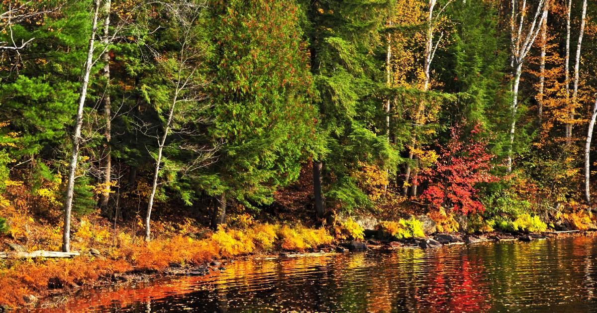 fall foliage by water