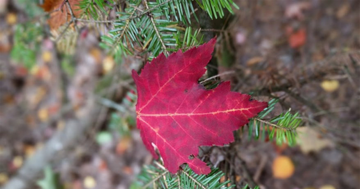 a red autumn leaf resting on the branch of a pine tree with the background blurred out