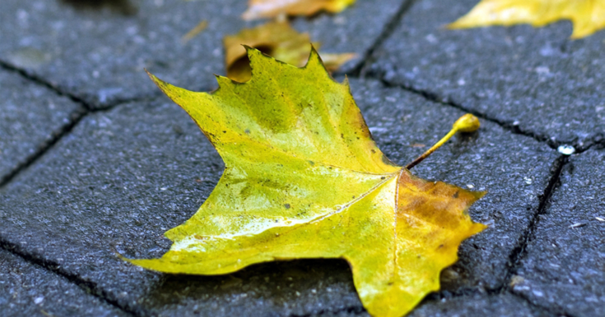 a greenish leaf lying on tiled pavement