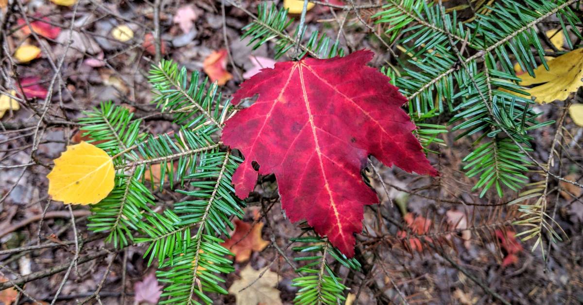 fall foliage red leaf on branch