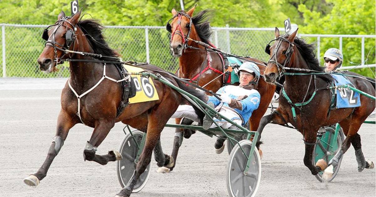 harness racing happening