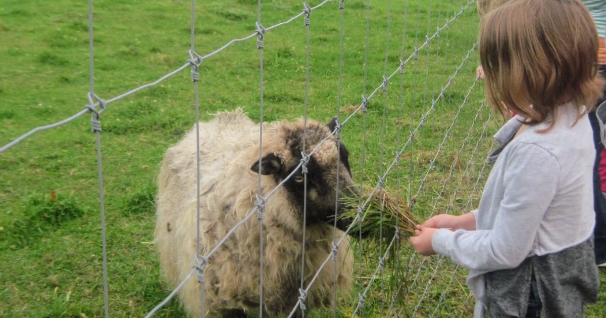 girl feeding a sheep grass