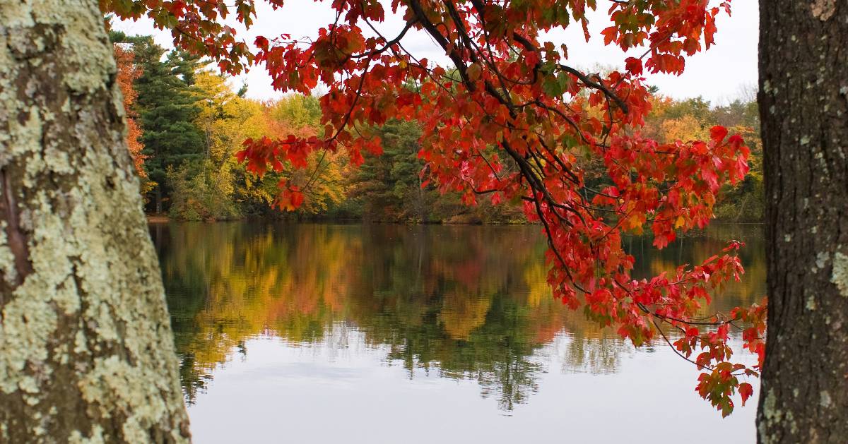 red foliage