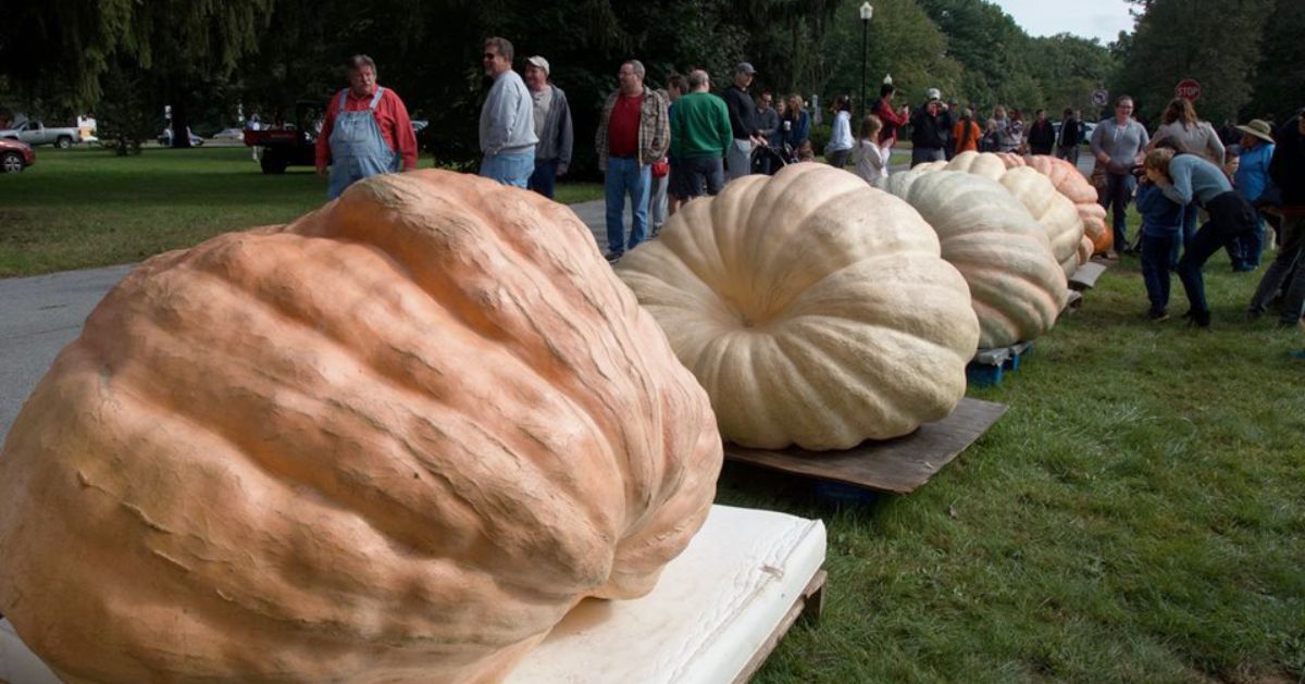 giant pumpkins on display with spectators checking them out