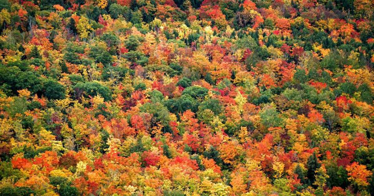 a large cluster of trees with fall foliage