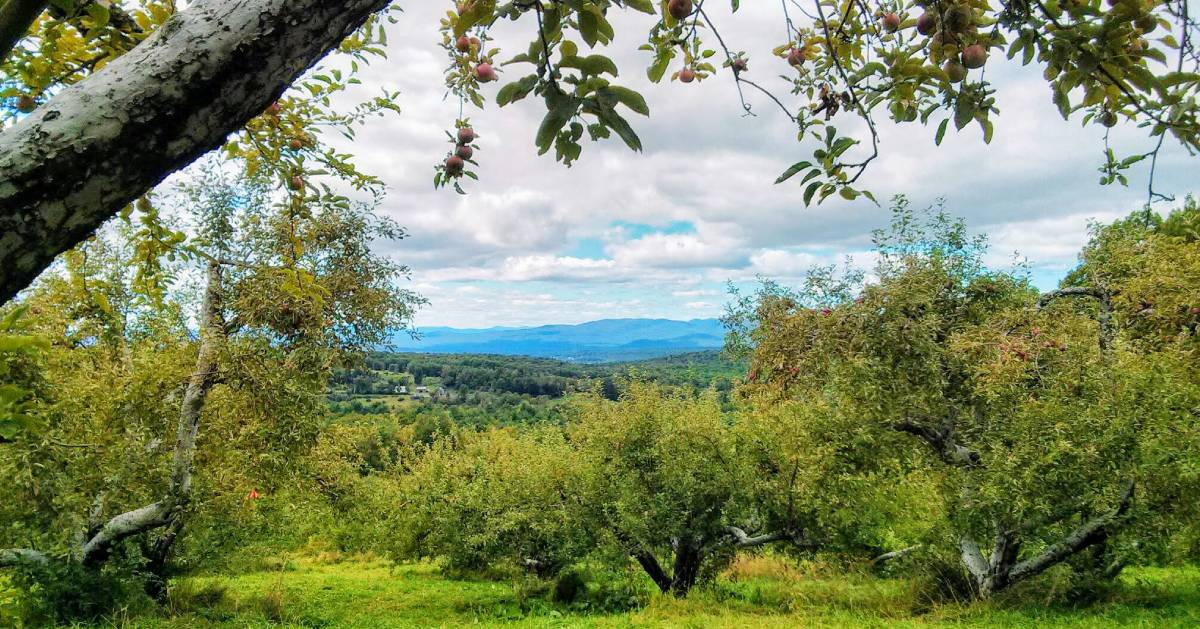 view of apple trees in orchard