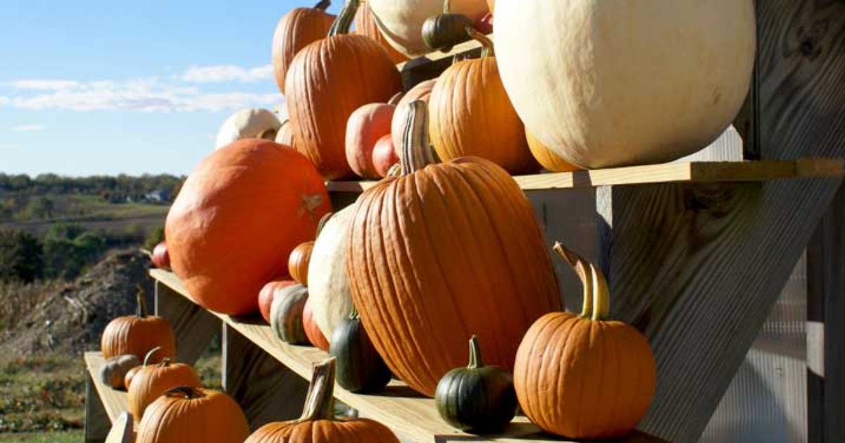 pumpkins on a wooden display