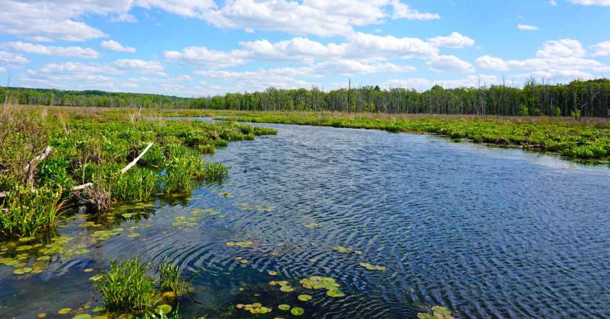 waterway in a nature area