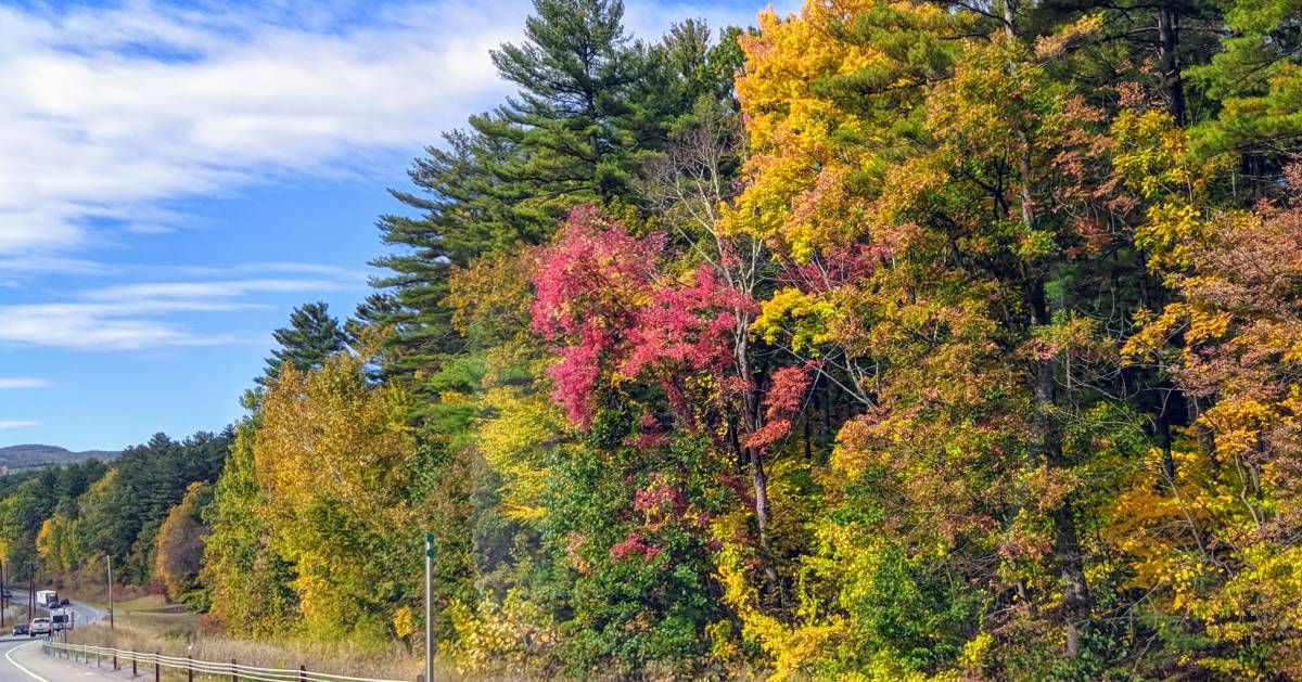 fall foliage along road