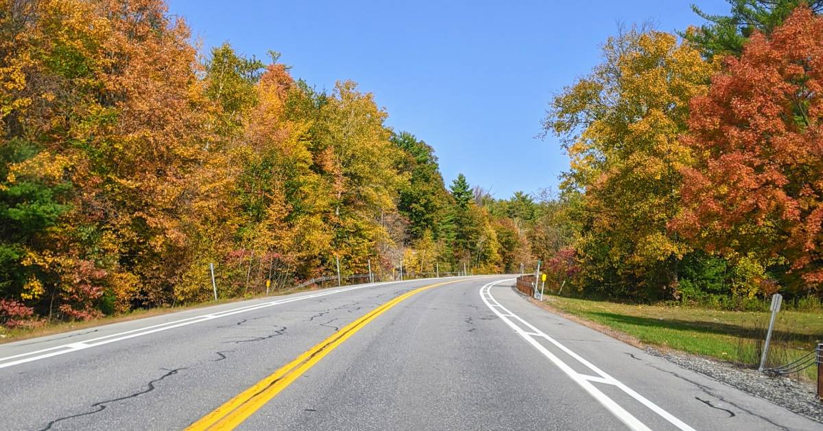 foliage along road