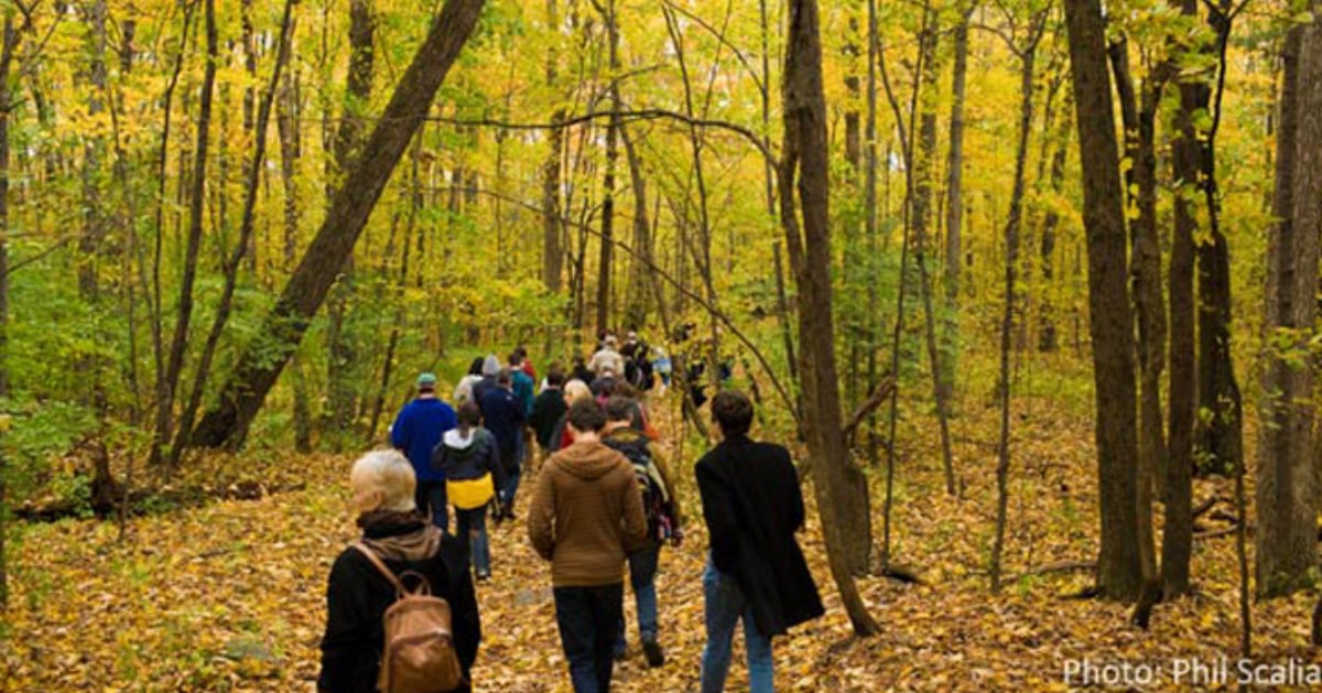people walking through woods with fall colors on the leaves