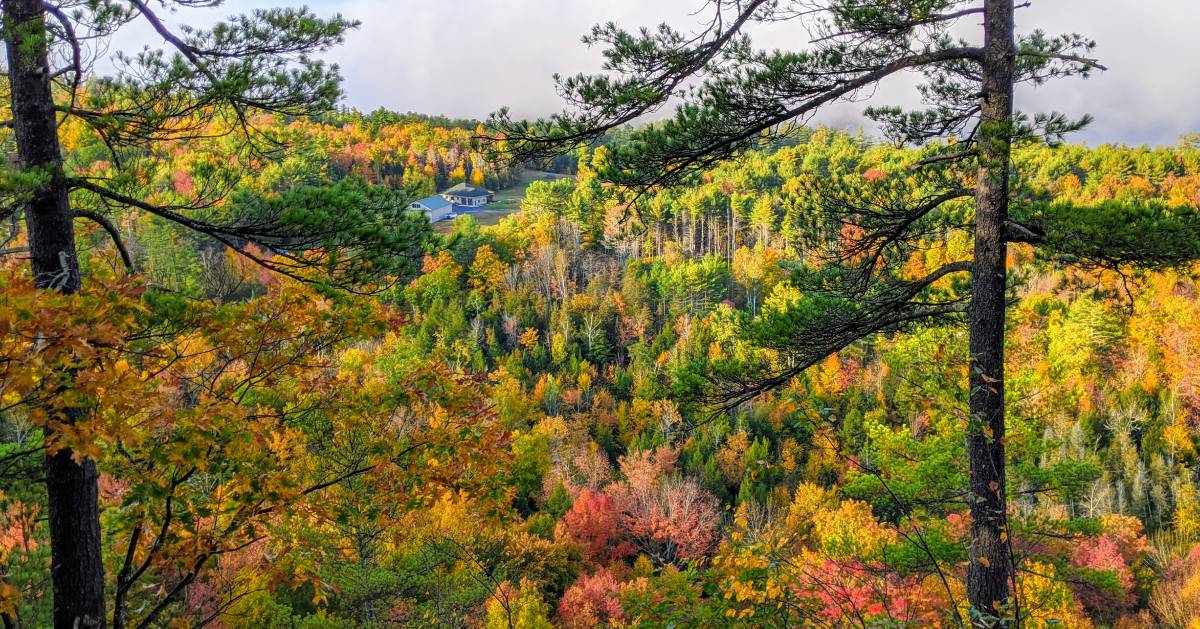 foliage view from mountain