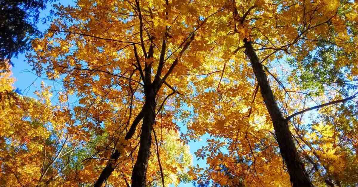 tall trees with orange leaves