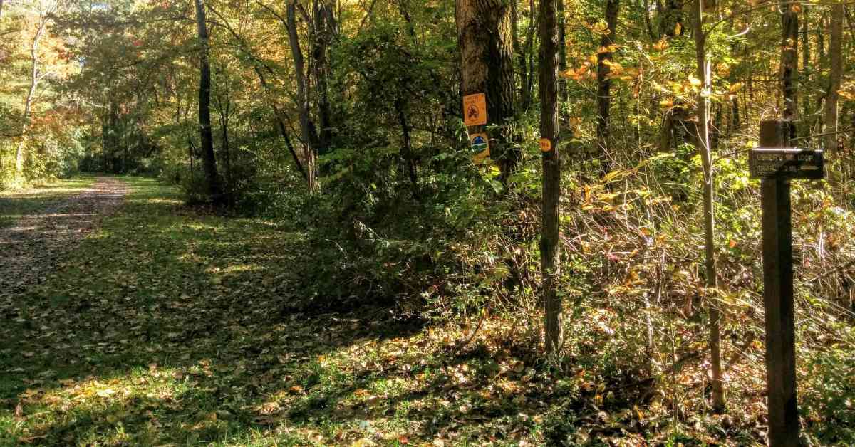 a trail through the woods