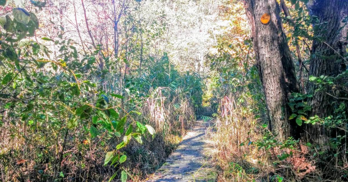 trail through the woods