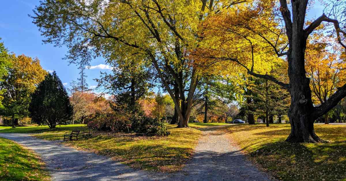 walkway in park and trees with fall colors