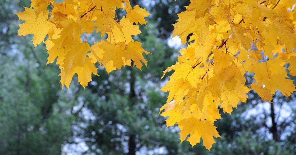 yellow leaves from tree