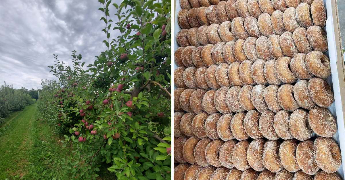 left image of apple orchard, right image of cider donuts