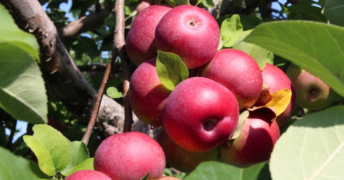 apples in a tree