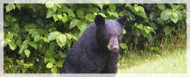 black bear with background of trees