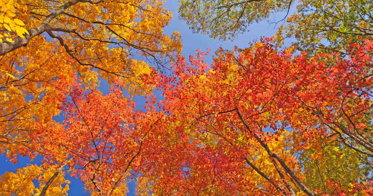 bright orange leaves on trees