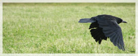 crow flying above the grass
