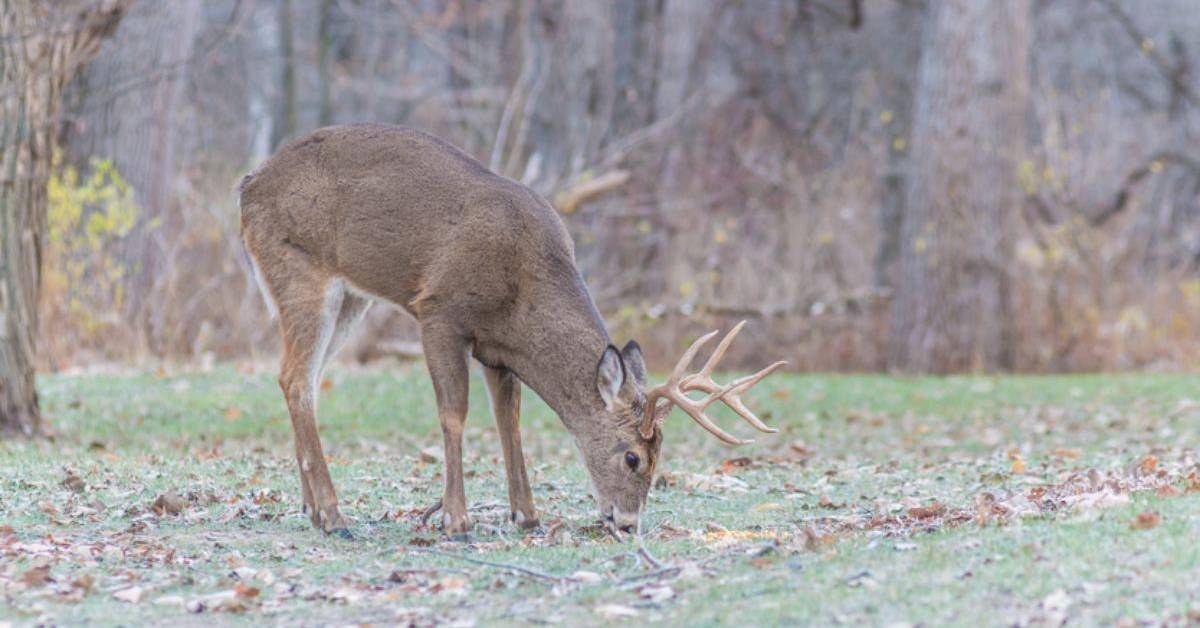Adirondack Hunting Seasons in Upstate New York