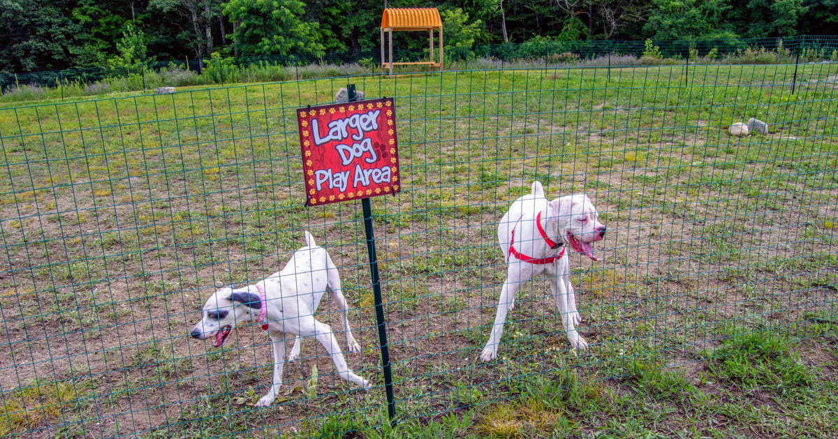 a play area for big dogs in a dog park