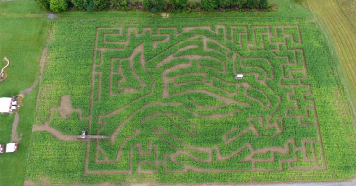 aerial view of a corn maze