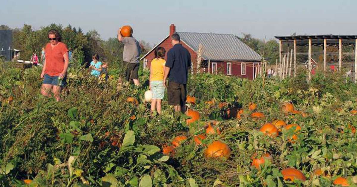 people in a pumpkin patch
