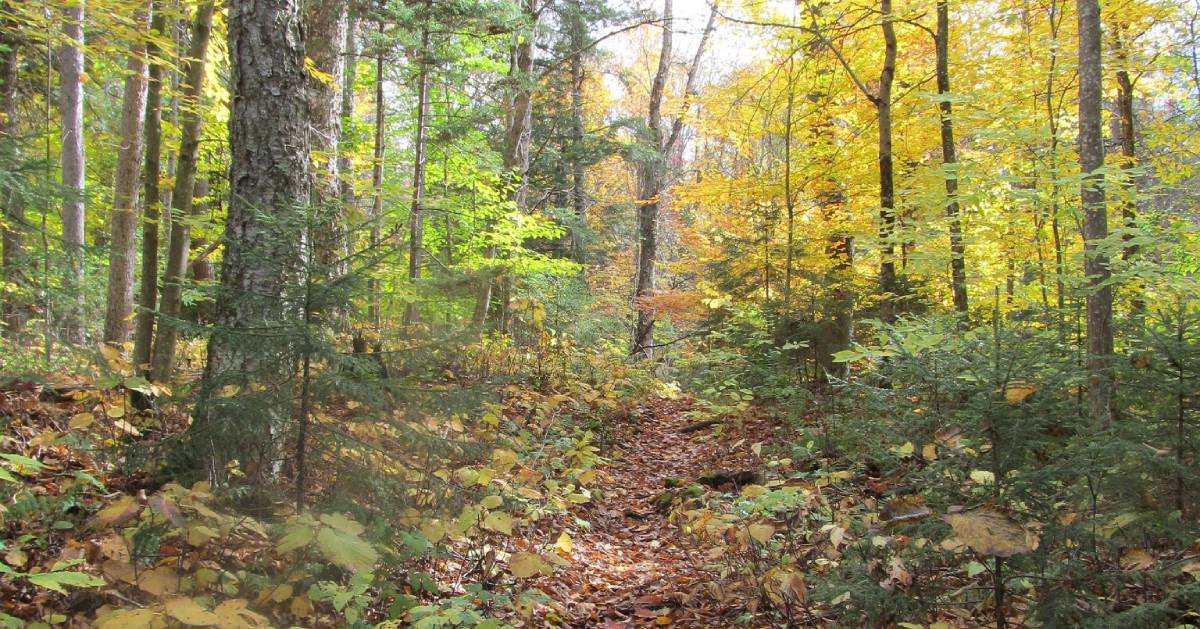 fall foliage on trail in woods