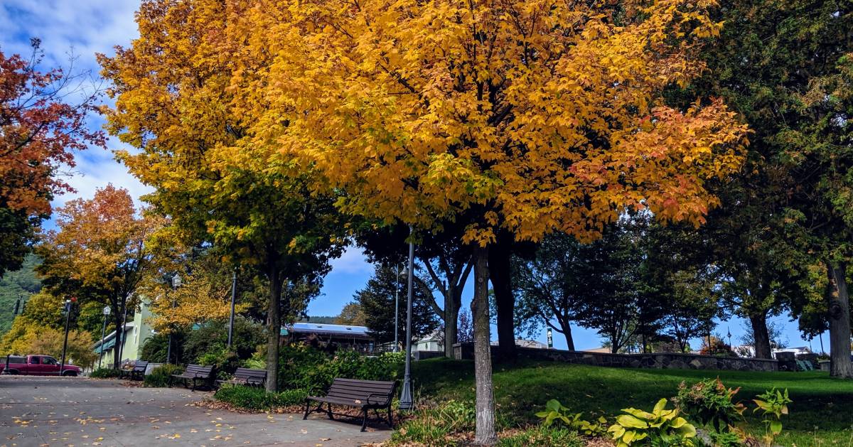 bench and tree in the fall